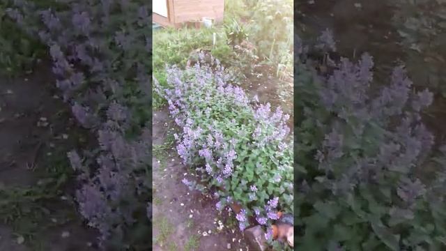 #котовник #розы смотреть онлайн