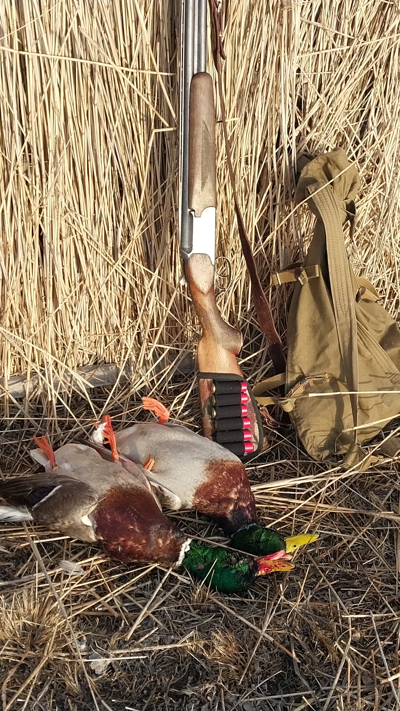 охота на селезня с подсадной 2024 смотреть онлайн