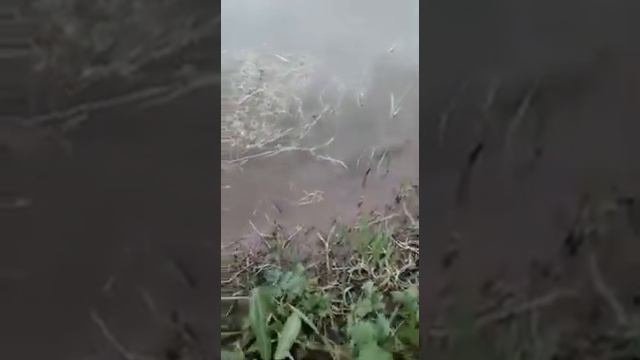 Зарыбление карася дачный пруд!!! смотреть онлайн