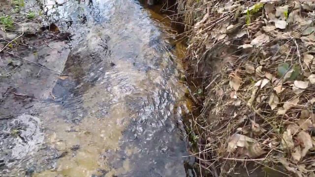 Продолжаю обследовать старую дорогу в лесу смотреть онлайн