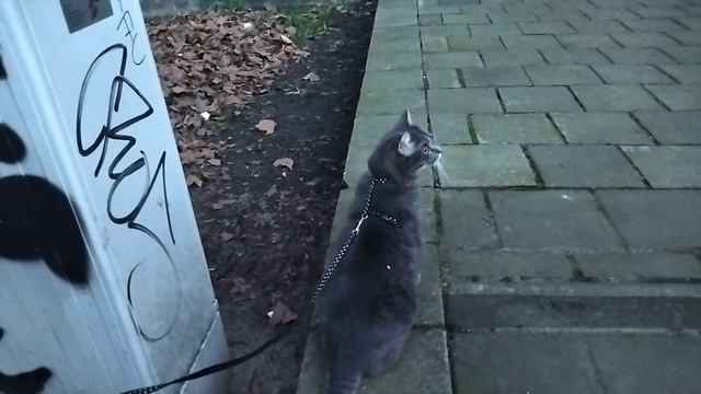 Беженцы, Германия.Как выгулять кота?