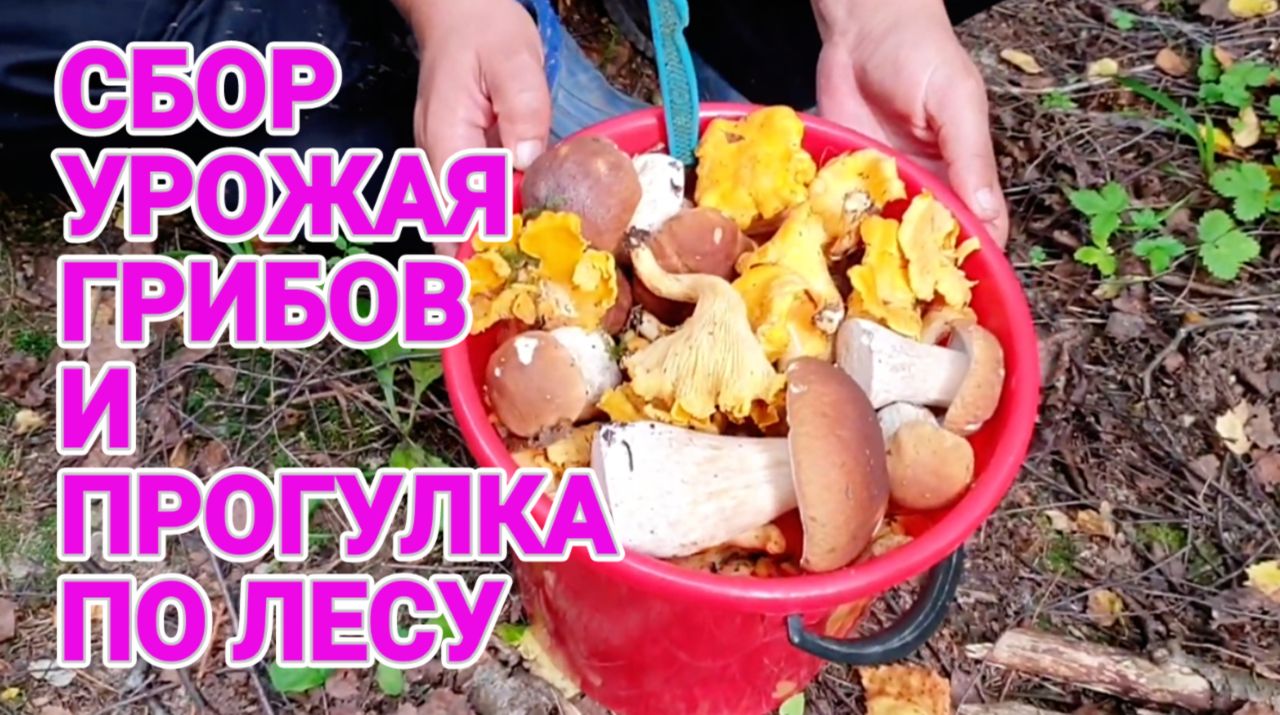 Сбор урожая грибов и прогулка по лесу Подмосковье 2021 | Влог смотреть онлайн