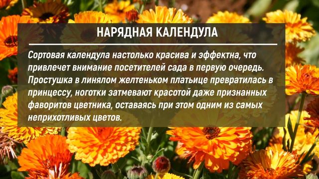 ТОП 7 стойких цветущих растений смотреть онлайн