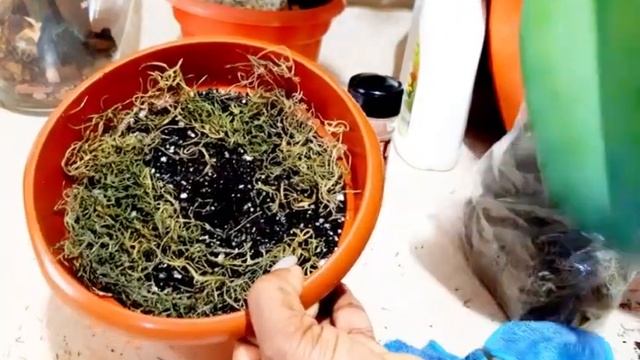 Cactus Cereus Repandus| Propagación De La Planta Y Sus Cuidados