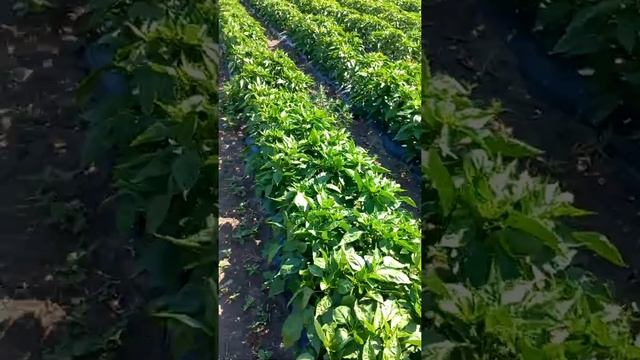 ВІДЕО #37. ОГЛЯД ПОЛЯ З ПЕРЦЕМ, ТИПУ КАПІЯ, РАТУНДА. смотреть онлайн