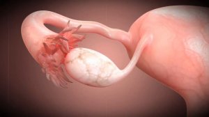 IV четверть  Биология  9 класс  Строение и функции половой системы человека