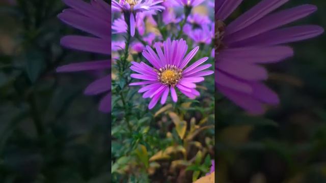 сиреневые цветы осени, хризантемы в саду #природа #всаду #цветы #цветок #расцвелихризантемывсаду смотреть онлайн