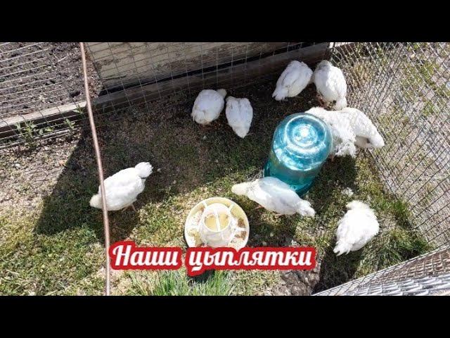 наши цыплята становятся похожими на..... смотреть онлайн