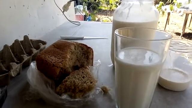 Учусь доить корову,?? молоко домашнее как бонус.? смотреть онлайн