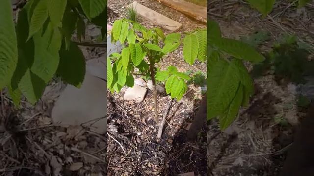 Маньчжурский орех. Уфа. смотреть онлайн