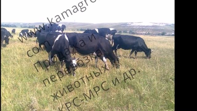 заказать КРС оптом 89656176005 продажа КРС смотреть онлайн