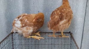 Племенные Мясные Мини куры В77,В76 палевые белохвостые Хитрук Елена Украина