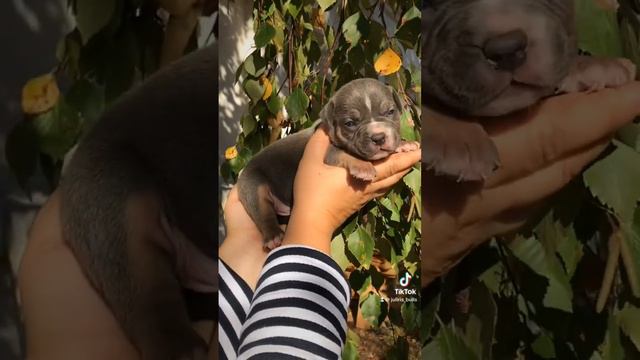Ам.булли мальчик в типе стандарт/классик,без недостатков,предлагается для раннего бронирования. смотреть онлайн