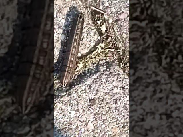 Гусеница смотреть онлайн