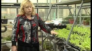 Выращивание салата в теплице. Кассетный способ выращивания. Сорта,грунт,подкормка.