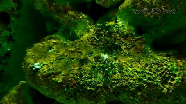 Aquarium (Egypt, Hurghada) - Аквариум (Египет, Хургада) смотреть онлайн