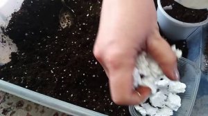 Комнатные растения.Посадка/пересадка комнатных цветов.4 Февраля 2020 года.