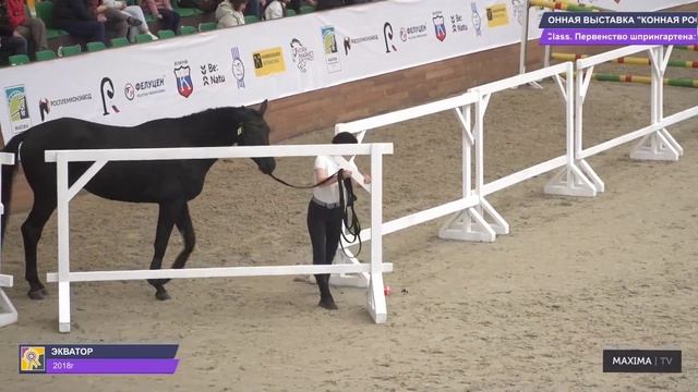 Чемпион по прыжковым качествам на Конной России 2022. ЭКВАТОР русская верховая. смотреть онлайн