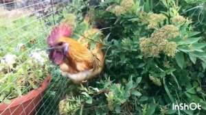 Любимые КУРЫ. Оставила Лакеданзи.