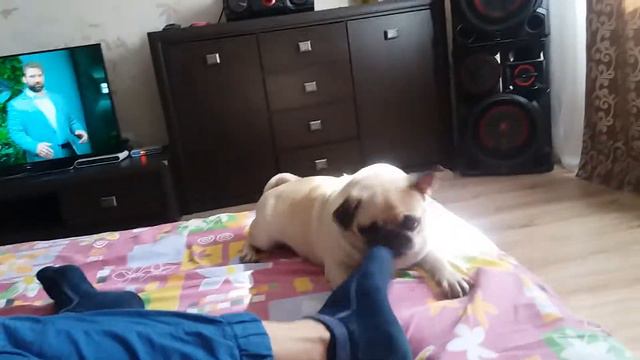мой брат мучает мопса ¥Миха¥ смотреть онлайн