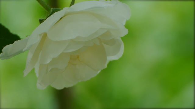 Мелодия лета.