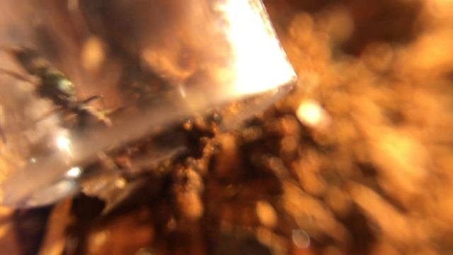 Rhytidoponera metallica. Распаковка. смотреть онлайн