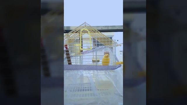 Канарейка. Маленький певчий друг 🤗 смотреть онлайн