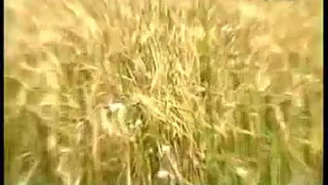 Живая вода Краснова ч.1 смотреть онлайн