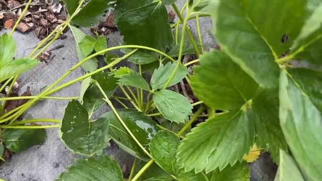 КАК ВЫБРАТЬ И РАЗМНОЖИТЬ ЛУЧШИЕ СОРТА КЛУБНИКИ смотреть онлайн