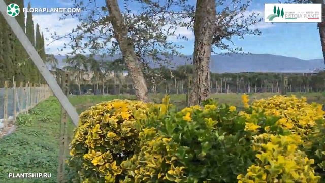 PISTOIA PIANTE🇮🇹 http://pistoiapiante.it/ru/ смотреть онлайн