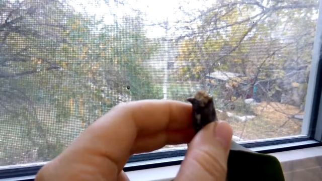 Как нарастить корни у орхидеи фаленопсис? смотреть онлайн