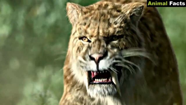 Smilodon - Facts And Pictures
