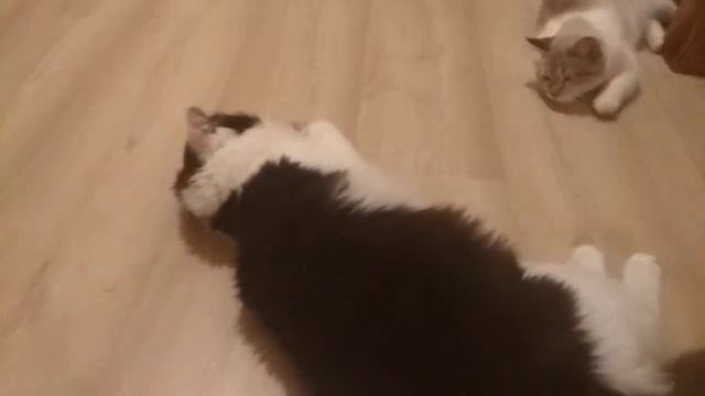 Коты и оливки смотреть онлайн
