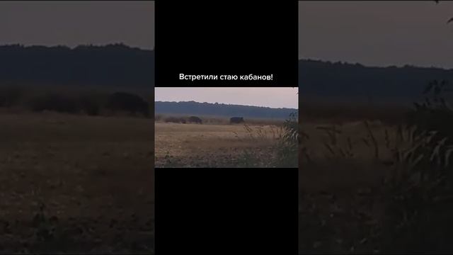 • ВСТРЕТИЛИ СТАДО КАБАНОВ! #shorts #кабаны #поле #short смотреть онлайн