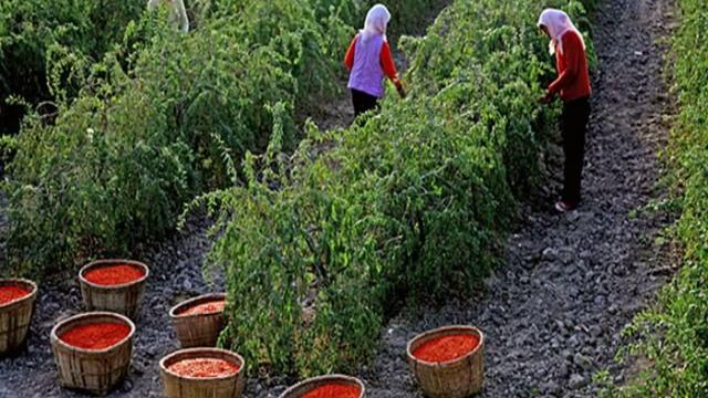 купить ягоды годжи эвалар