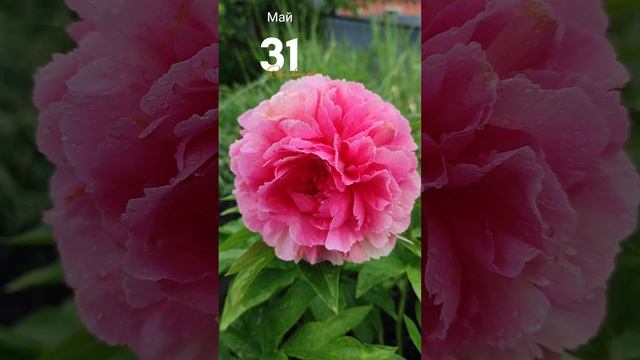 Пион Роуз Харт (Rose Heart) смотреть онлайн