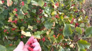 Боярышник арнольдо