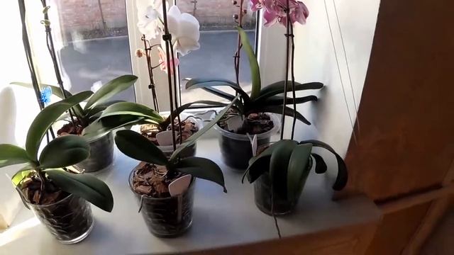 Мои Орхидеи живут растут цветут на окнах !!! Обзор как я их располагаю на подоконнике. смотреть онлайн
