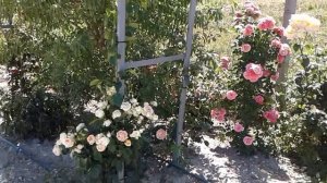 Питомник роз Полины Козловой арки из плетистых роз