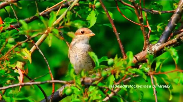 Нежная музыка для души и ЖИЗНИ, а Пение птиц Успокаивает нервную систему смотреть онлайн