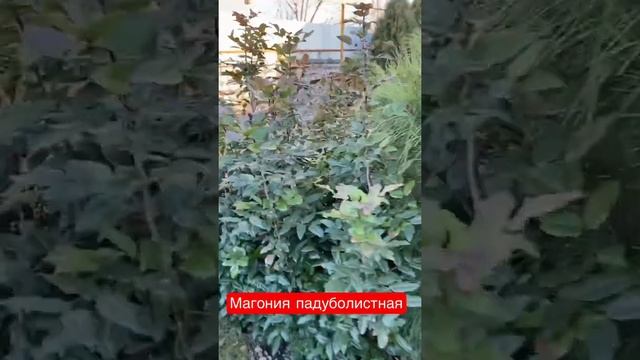 Магония падуболистная! смотреть онлайн