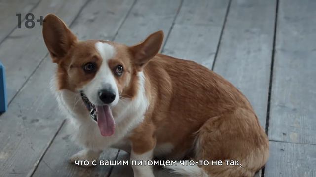 Если вам кажется, что с вашим питомцем что-то не так... смотреть онлайн