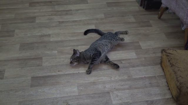 КАК ОДОМАШНИВАЛИСЬ КОТЯТА, ч.2 ? КОТОЖИЗНЬ! 16-23 ОКТЯБРЯ 2019 смотреть онлайн