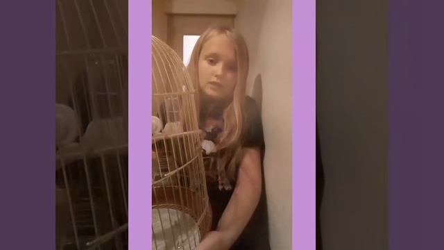 ~Как уложить попугая спать?~#Птицы #ВолнистыеПопугаи #СонПопугая смотреть онлайн