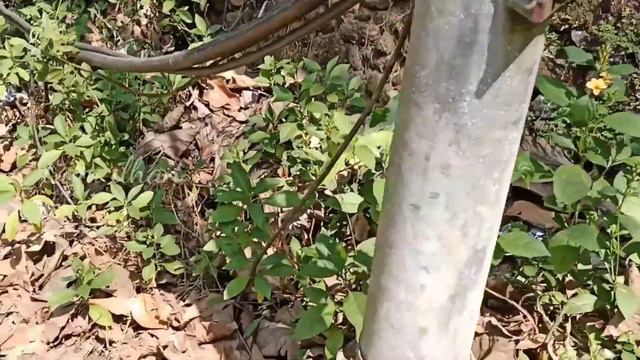 അടിപൊളി ചെടികളുമായി ഒരു plant Hunting/plant Hunting Malayalam@iamilhan смотреть онлайн