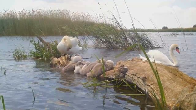 Сон маленьких лебедят смотреть онлайн