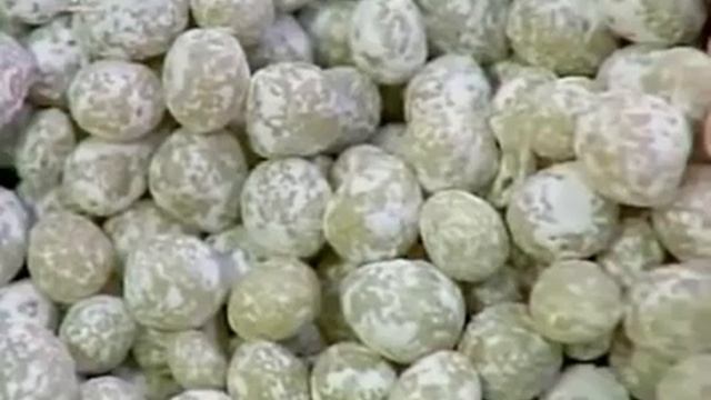 Как это сделано.Жевательная резинка смотреть онлайн