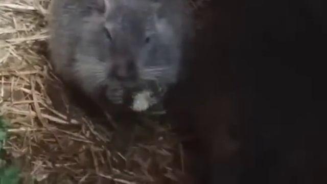 Нутрии.Чем кормить нутрий.Что едят нутрии. смотреть онлайн