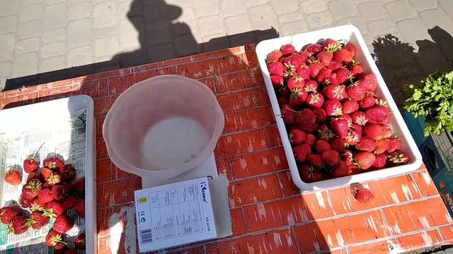 Собираем урожай клубники.Спеет земляника. смотреть онлайн