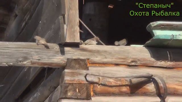 Воробьи (Видео шутка) смотреть онлайн